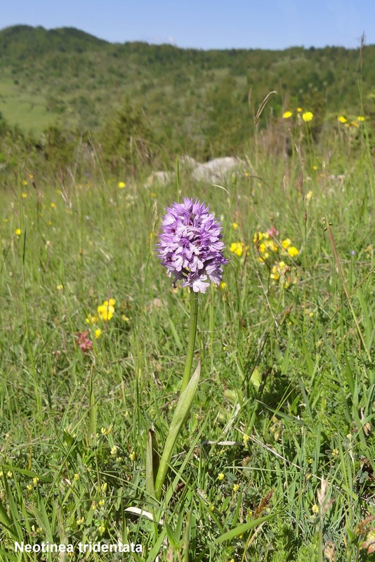 Le orchidee di Cardito, splendide praterie tra il reatino e laquilano.